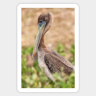 Brown Pelican Sticker